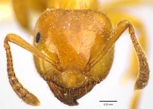 Lasius claviger - ANTWEB1041645
