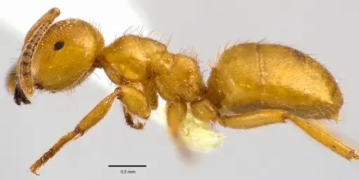 Lasius claviger - ANTWEB1041645