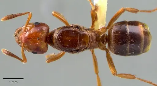 Lasius claviger - ANTWEB1041727