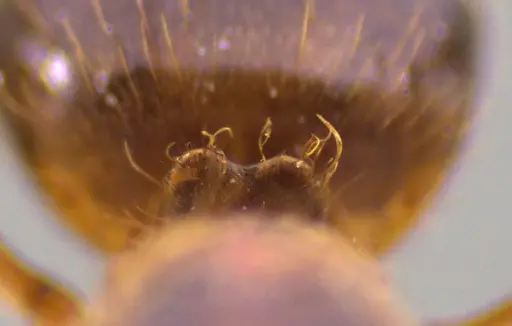 Lasius claviger - ANTWEB1041727