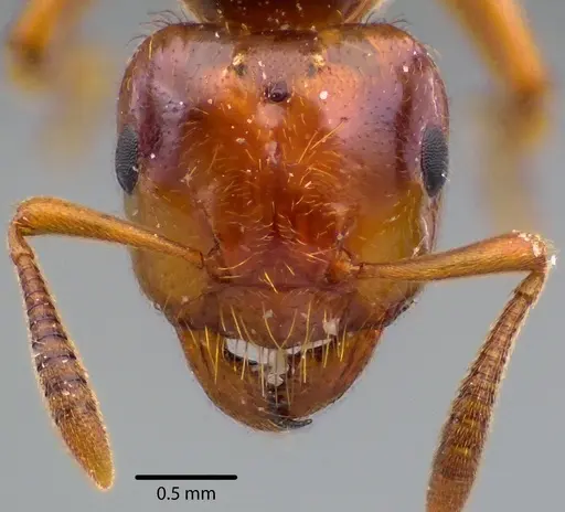Lasius claviger - ANTWEB1041727