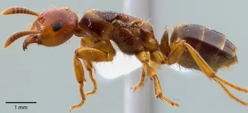 Lasius claviger - ANTWEB1041727