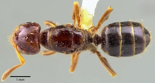 Lasius claviger - ANTWEB1041728