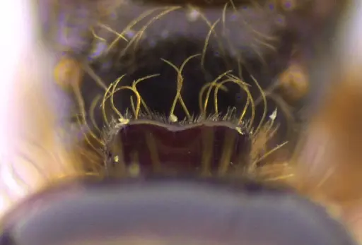 Lasius claviger - ANTWEB1041728