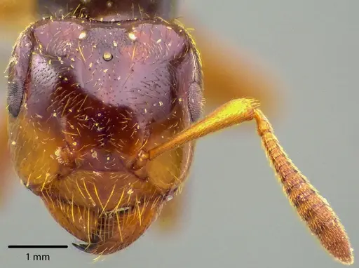 Lasius claviger - ANTWEB1041728