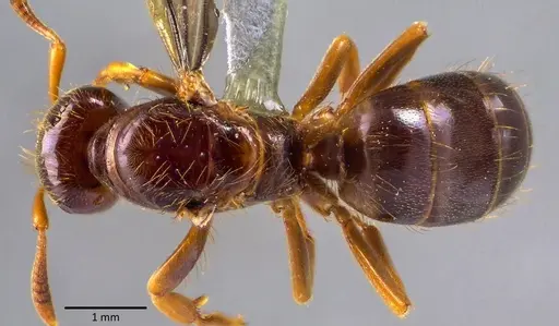 Lasius claviger - ANTWEB1041768