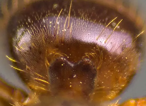 Lasius claviger - ANTWEB1041768