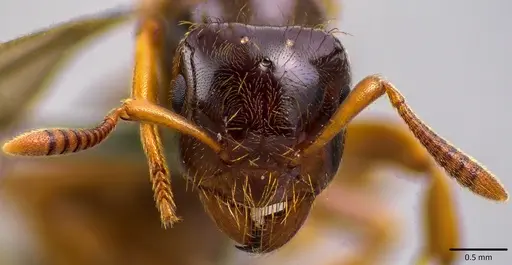 Lasius claviger - ANTWEB1041768