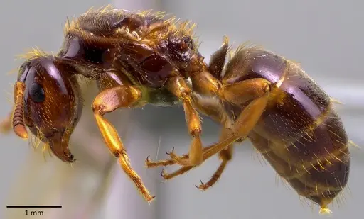 Lasius claviger - ANTWEB1041768