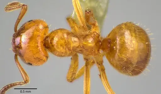 Lasius claviger - ANTWEB1041770