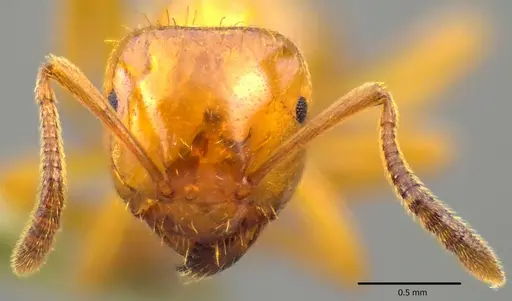 Lasius claviger - ANTWEB1041770