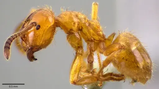 Lasius claviger - ANTWEB1041770