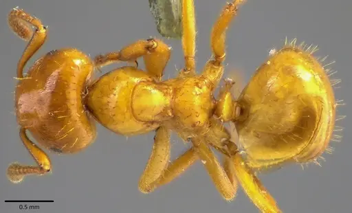 Lasius claviger - ANTWEB1041809