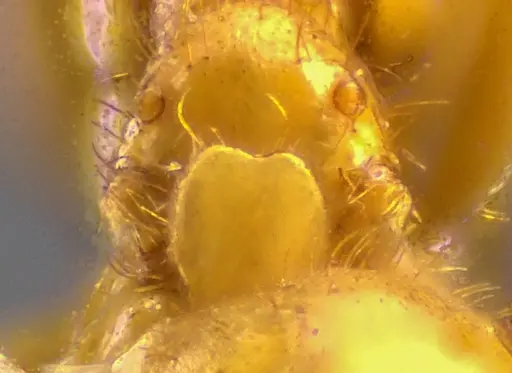 Lasius claviger - ANTWEB1041809