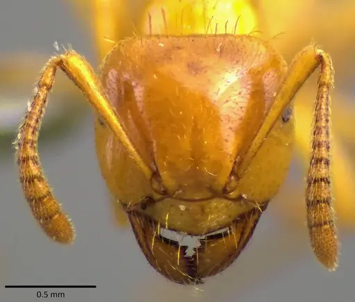 Lasius claviger - ANTWEB1041809