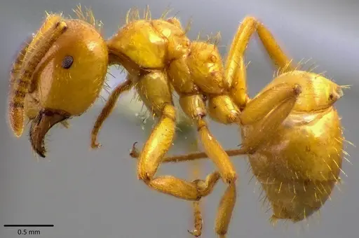 Lasius claviger - ANTWEB1041809