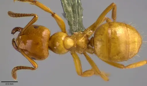Lasius claviger - ANTWEB1041810