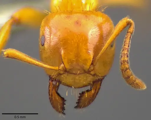 Lasius claviger - ANTWEB1041810