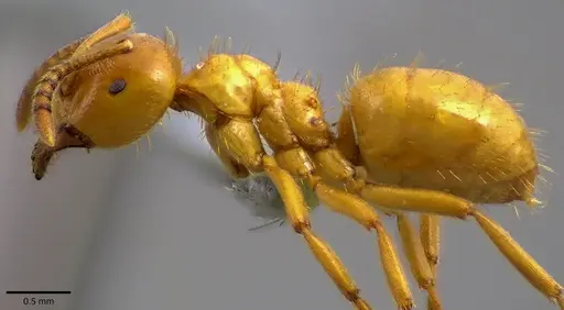 Lasius claviger - ANTWEB1041810