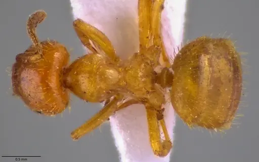 Lasius claviger - ANTWEB1060010