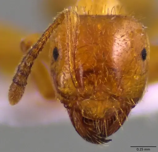 Lasius claviger - ANTWEB1060010