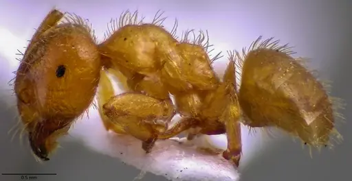 Lasius claviger - ANTWEB1060010