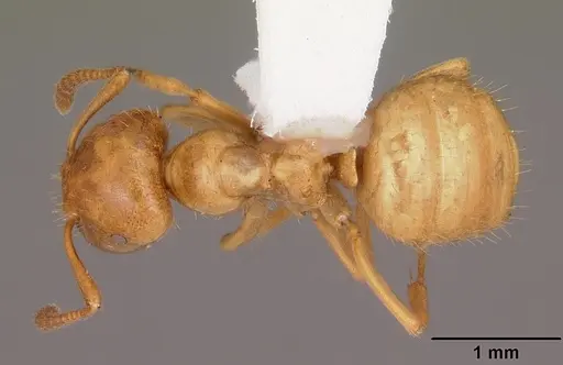 Lasius claviger - CASENT0103541