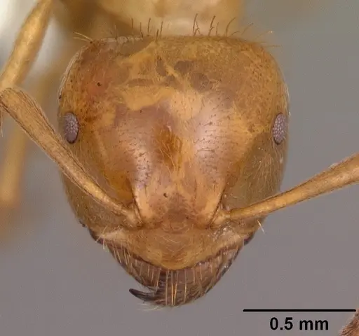 Lasius claviger - CASENT0103541