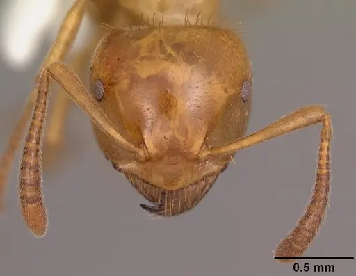 Lasius claviger - CASENT0103541