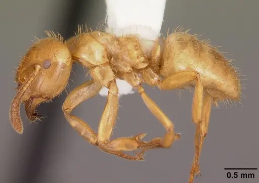 Lasius claviger - CASENT0103541