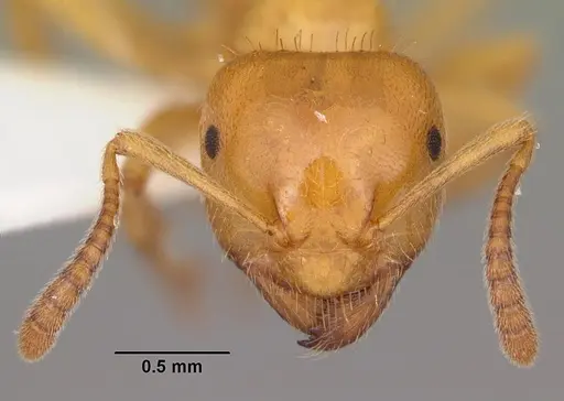Lasius claviger - CASENT0103542