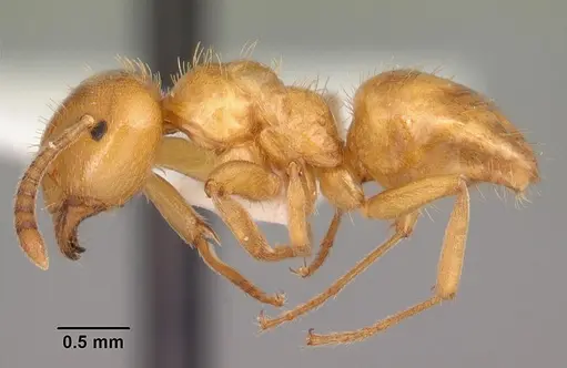 Lasius claviger - CASENT0103542