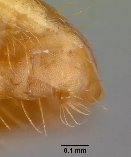 Lasius claviger - CASENT0103542