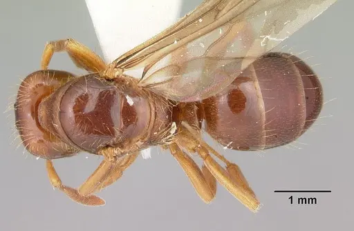 Lasius claviger - CASENT0103543