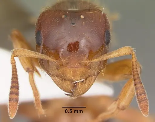 Lasius claviger - CASENT0103543