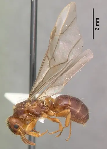 Lasius claviger - CASENT0103543