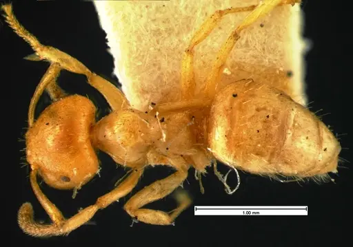 Lasius claviger - CASENT0105572