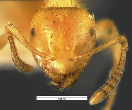 Lasius claviger - CASENT0105572