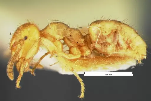 Lasius claviger - CASENT0105572