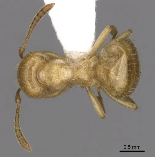 Lasius claviger - CASENT0280435