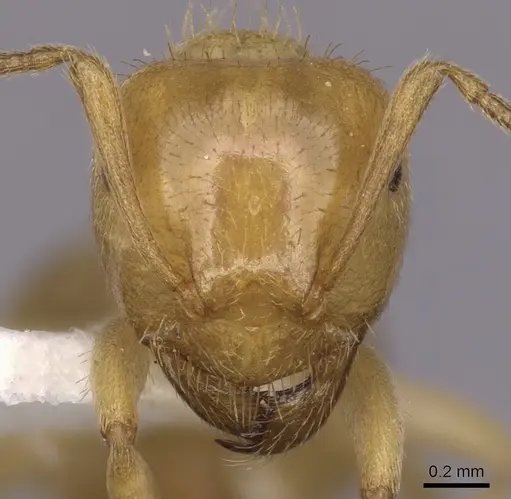 Lasius claviger - CASENT0280435