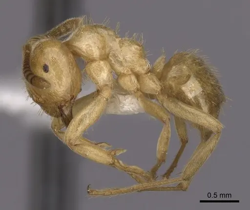 Lasius claviger - CASENT0280435