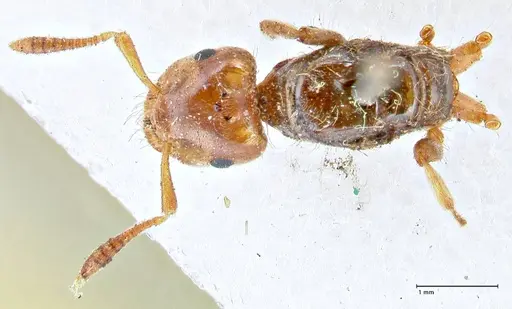 Lasius claviger - FOCOL2736