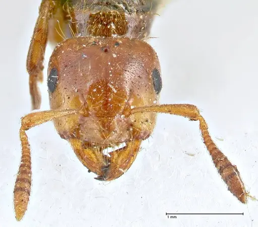Lasius claviger - FOCOL2736