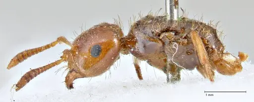 Lasius claviger - FOCOL2736