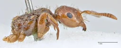 Lasius claviger - FOCOL2736