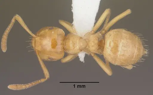 Lasius colei specimen