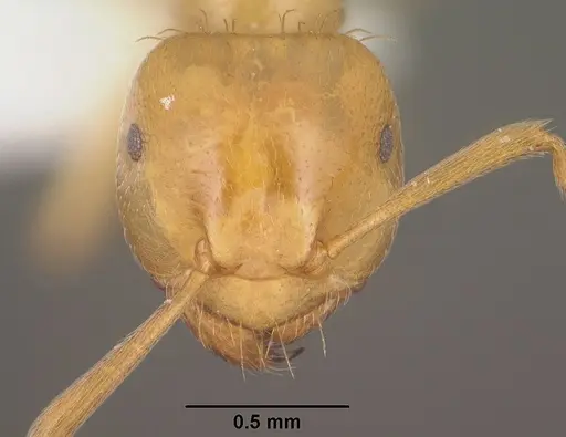 Lasius colei specimen