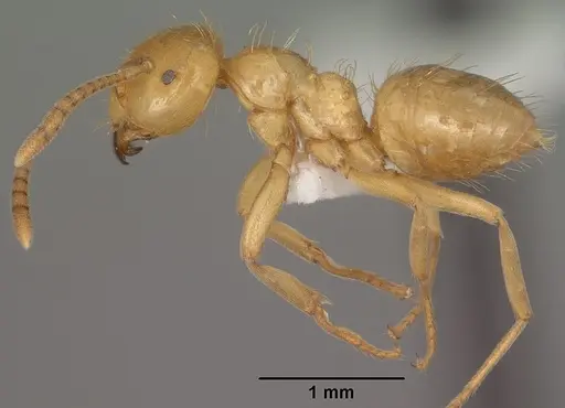 Lasius colei specimen