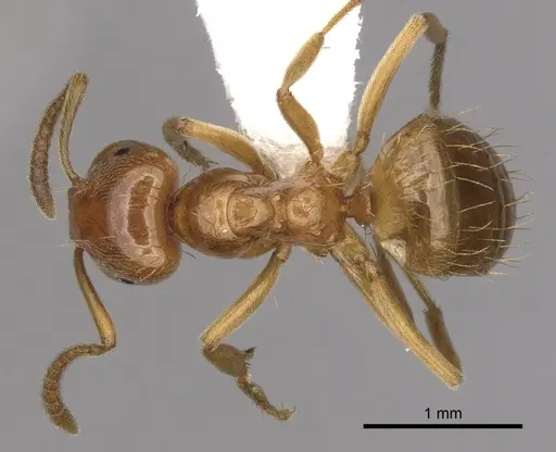 Lasius colei - CASENT0280434